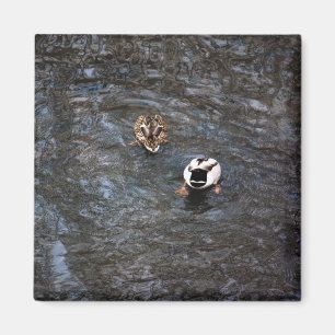 MAGNET BOUTTES DE DUCK