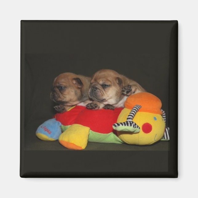 Magnet Bulldog (Devant)