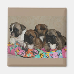 Magnet Bulldog