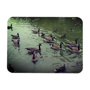 Magnet canadien des oies et des canards colverts