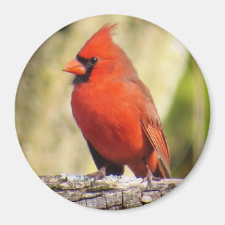 Magnet Cardinal du Nord