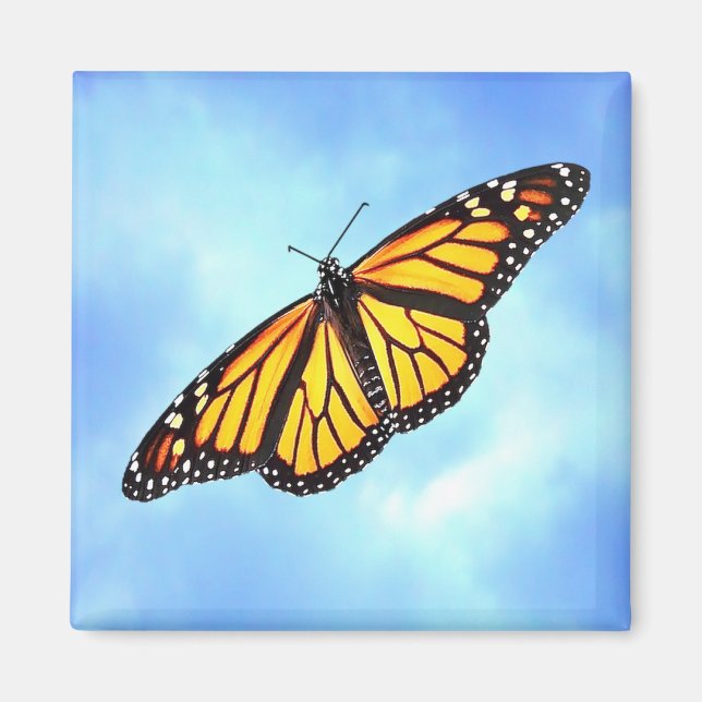 Magnet Carré Monarch Butterfly (Devant)
