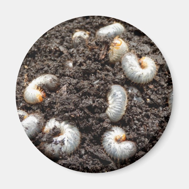 Magnet Chafer Larva (Devant)