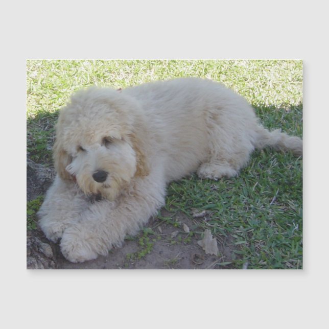 Magnet Chien Chiot Cockapoo Animaux Mignons Drôle (Devant)