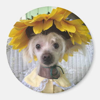 Magnet Chien Drôle Mignon Crête Chinoise