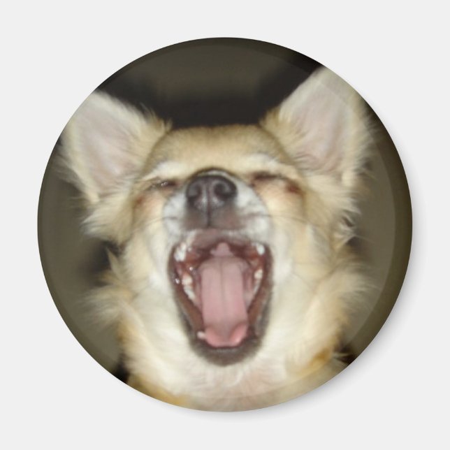 magnet chihuahua photo perso (Devant)