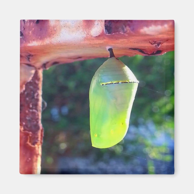 Magnet - Chrysalide de monarque (2018) (Devant)