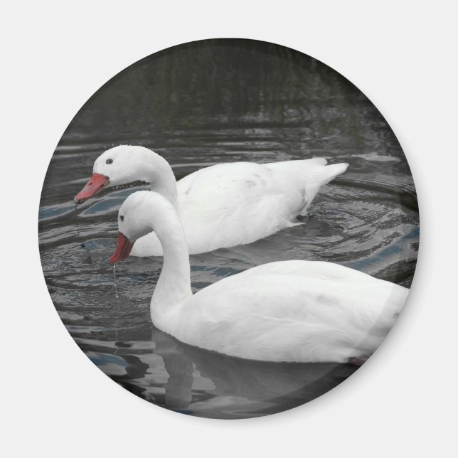 Magnet - Coscorba Swan Pair (Devant)