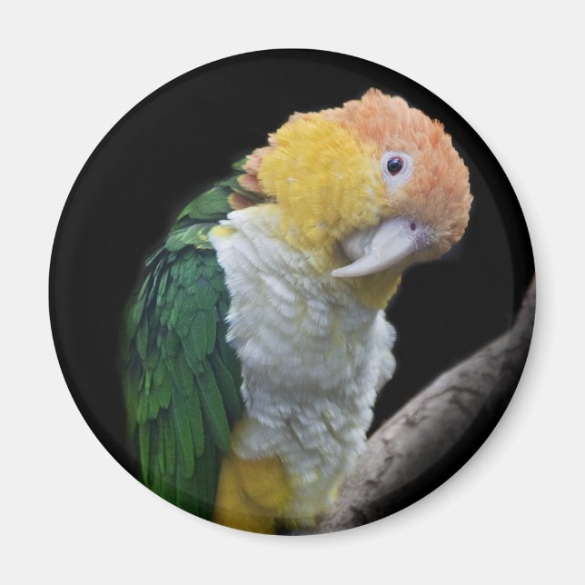Magnet Cutie Coloré (Devant)