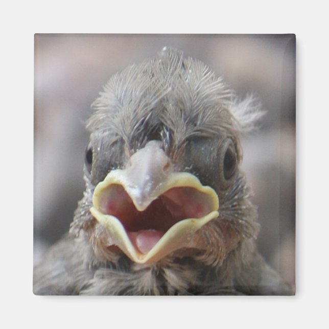 Magnet d'attitude des oiseaux de bébé (Devant)