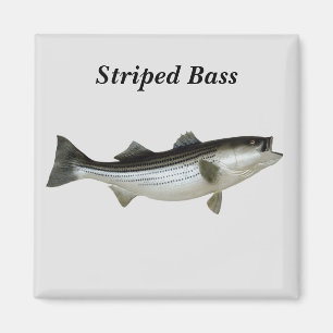 Magnet de basse en bande