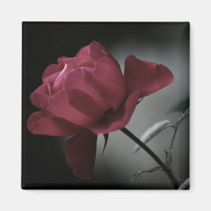 Magnet de beauté de l'amour