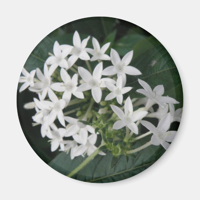 Magnet de belles fleurs tropicales blanches (Devant)