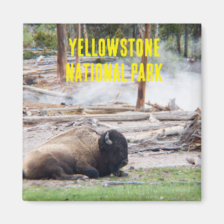 Magnet de bison du parc national Yellowstone