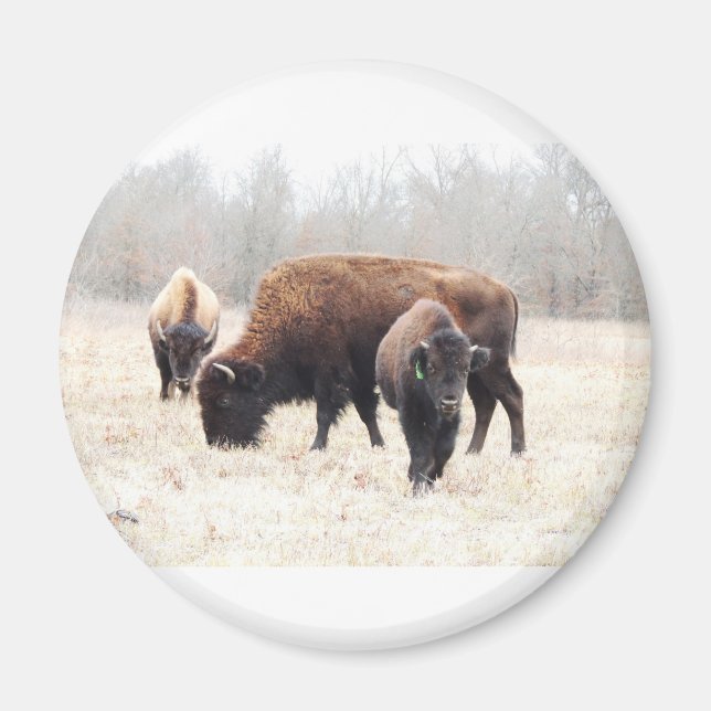 Magnet de Bison Prairie (Devant)