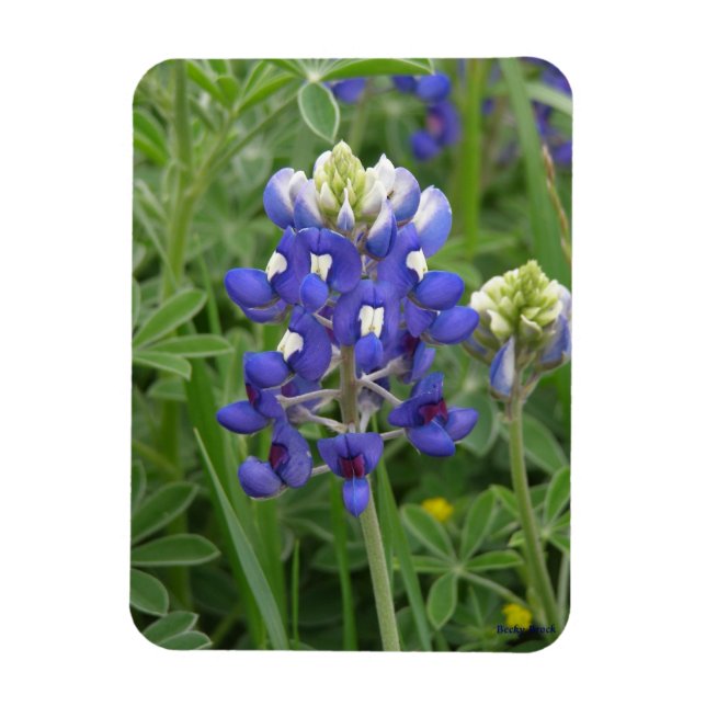 Magnet de bleuets texans (Vertical)
