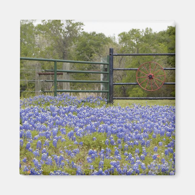 Magnet de bleuets texans (Devant)