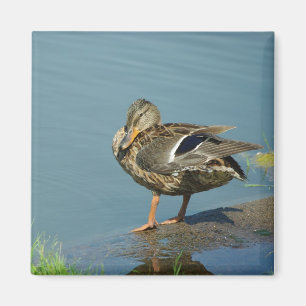 Magnet de canard
