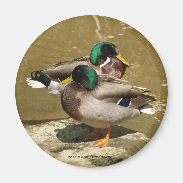 Magnet de canard (Devant)