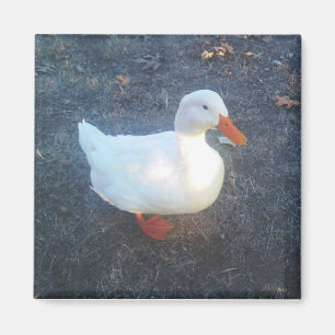 Magnet de canard