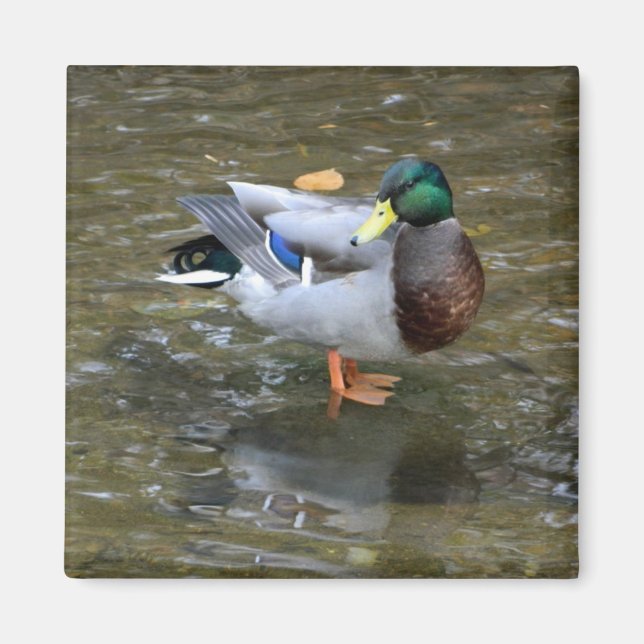 Magnet de canard à colard (mâle) (Devant)