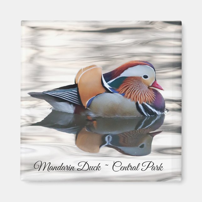 Magnet de canard mandarin (Devant)