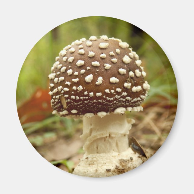 Magnet de champignons Casquettes panthère (Devant)