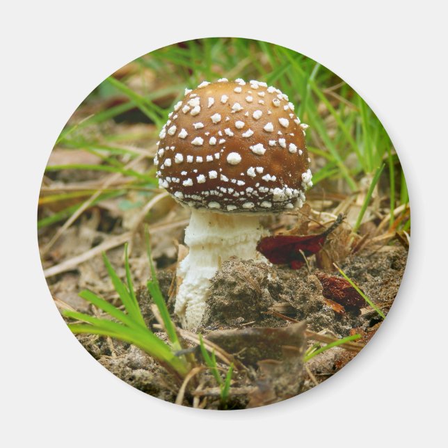 Magnet de champignons Casquettes panthère (Devant)