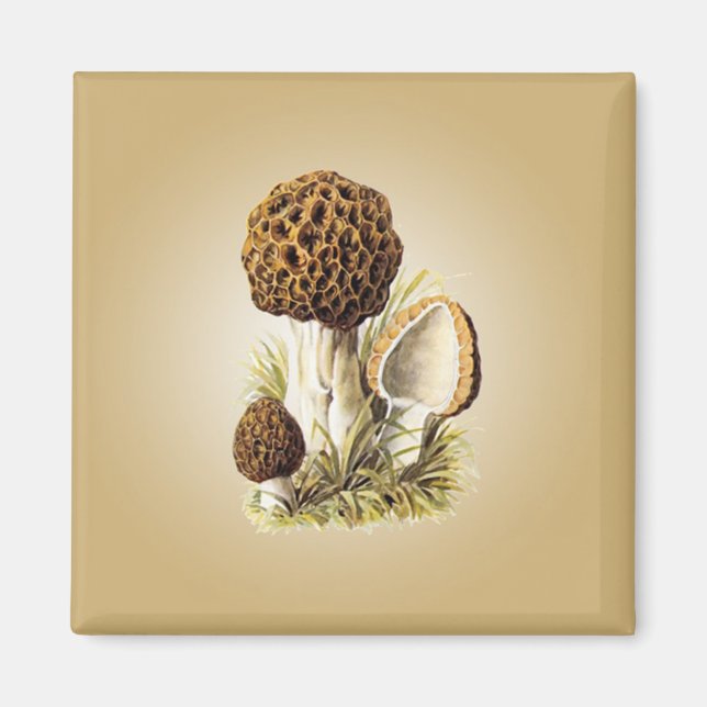 Magnet de champignons Morel (Devant)