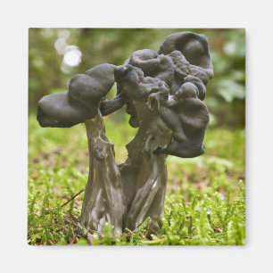 Magnet de champignons mystiques