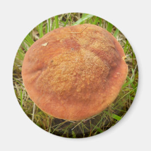 Magnet de champignons Ruby Bolete