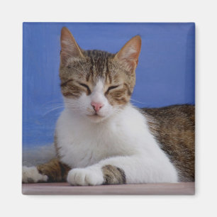 Magnet de chat