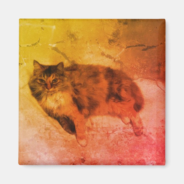 Magnet de chat Calico (Devant)
