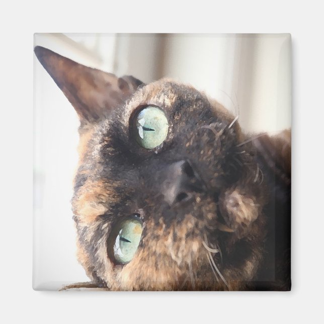 Magnet de chat Devon Rex (Devant)