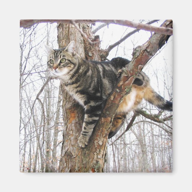 Magnet de chat Tabby (Devant)