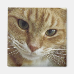 Magnet de chat Tabby orange