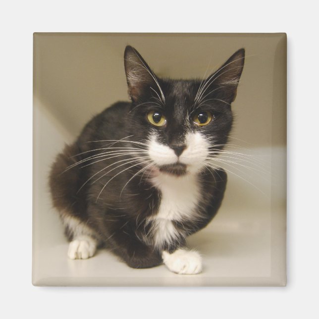 Magnet de chat Tuxedo (Devant)