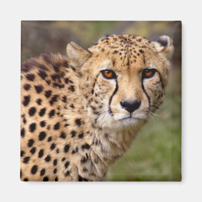 Magnet de Cheetah (Devant)