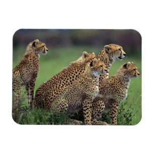 Magnet de Cheetahs