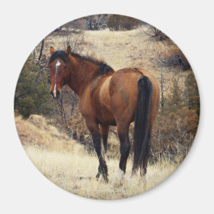 Magnet de Cheval sauvage