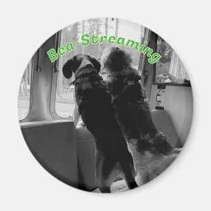 Magnet de chiens en streaming