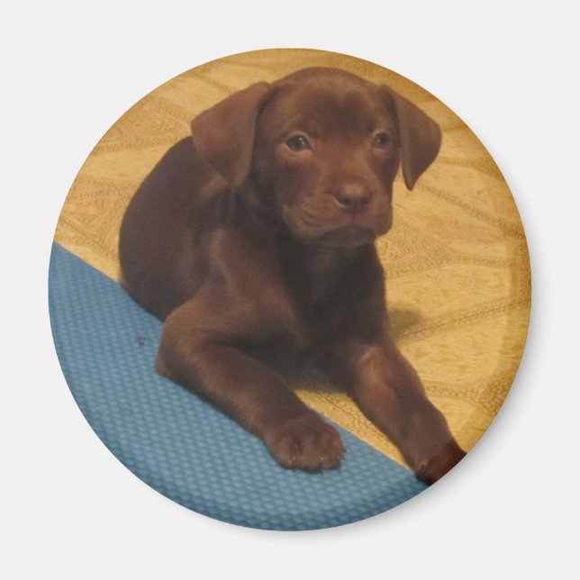 Magnet de chiot du laboratoire de chocolat (Devant)