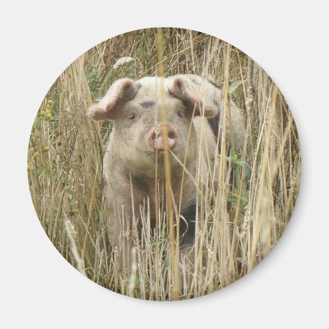 Magnet de cochon mignon (Devant)