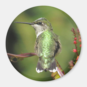 Magnet de colibris