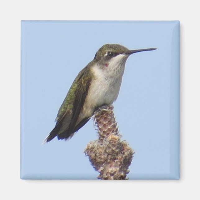 Magnet de colibris (Devant)