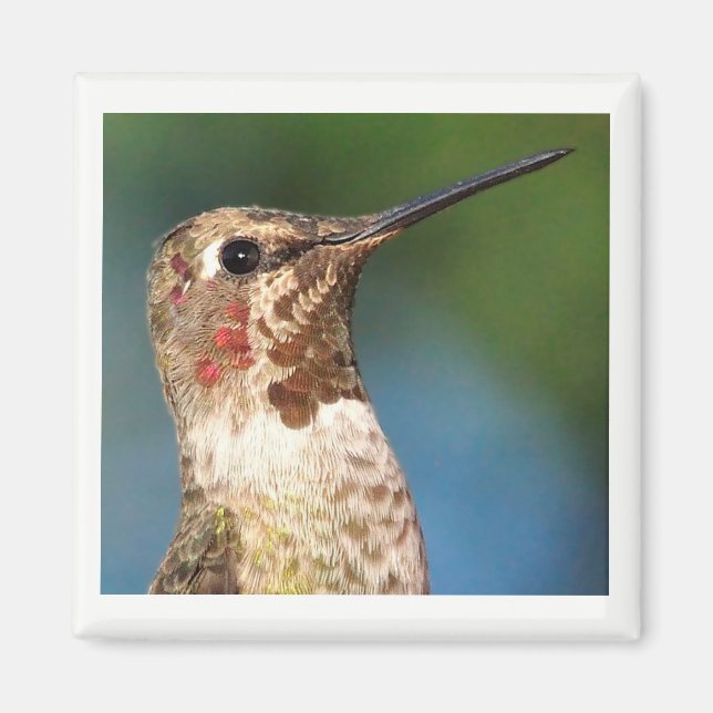Magnet de colibris (Devant)