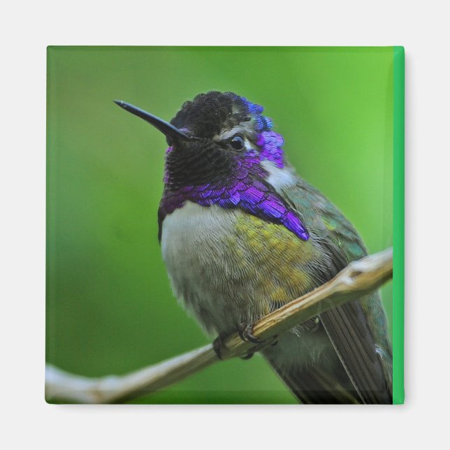 Magnet de colibris (Devant)