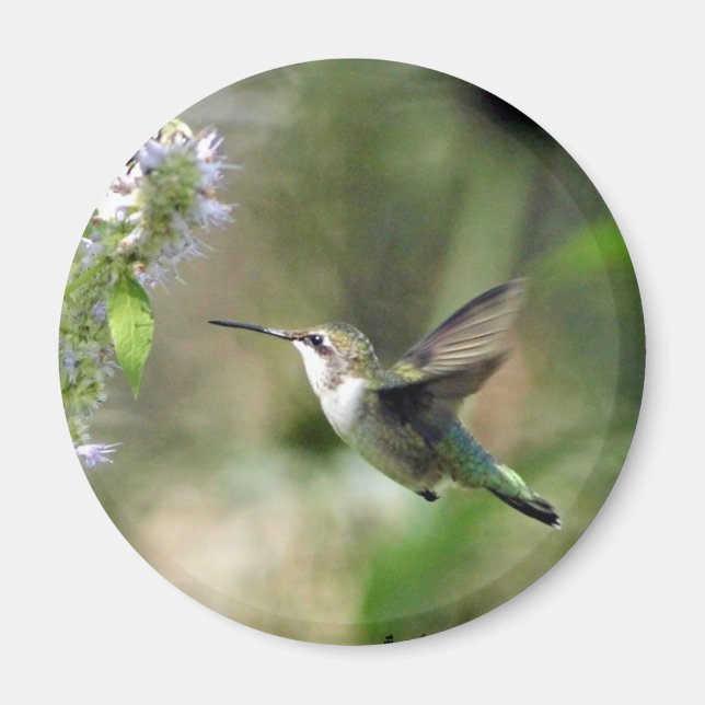 Magnet de colibris (Devant)