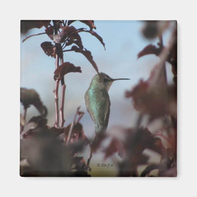 Magnet de colibris (Devant)