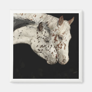 Magnet de Colts Knabstrupper